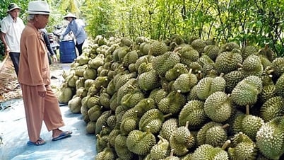 Xuất khẩu sầu riêng sụt giảm vì chất vàng O, Cadimi