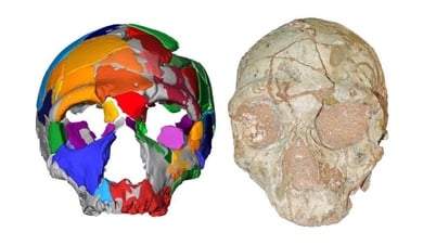 アフリカ以外で最古の頭蓋骨の化石が発見される