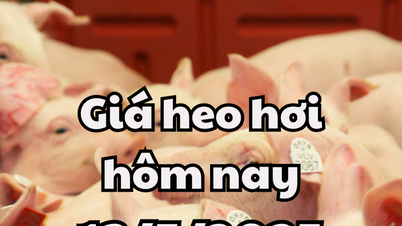ราคาหมูวันนี้ 13 พ.ค.68 ปรับขึ้นอีก ห่าติ๋ญ ยึดหมูไม่ทราบแหล่ง 116 กก.