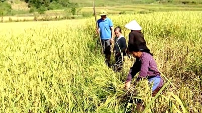 Yên Minh bảo tồn cây trồng có giá trị