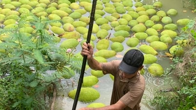 Giá mít Thái giảm sâu, nhà vườn miền Tây lỗ nặng