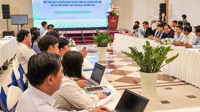 Thúc đẩy liên kết giữa nông dân, hợp tác xã và doanh nghiệp trong thực hiện Ðề án 1 triệu héc-ta lúa