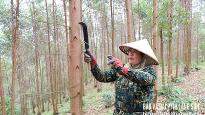 도이찬은 숲에서 솟아오른다 - 랑손 신문 및 라디오, 텔레비전 방송국