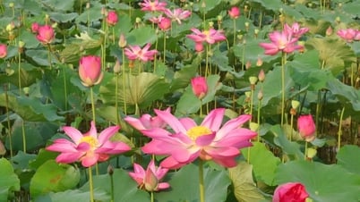 Thơm ngát hương sen trên quê Bác