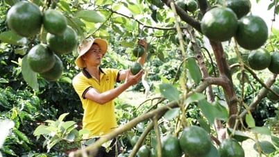 Another avocado crop failure, low price