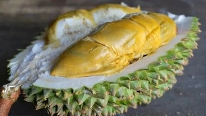 熱病を引き起こす新種のドリアンが登場、ムサンキングより高価