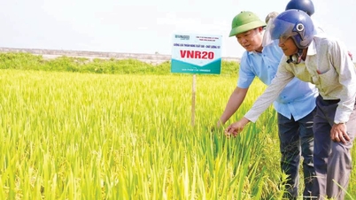 La cosecha de arroz asociada a la protección del medio ambiente