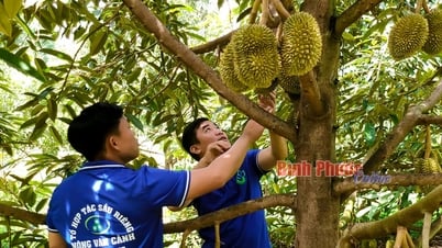 Cùng nông dân bảo vệ sầu riêng
