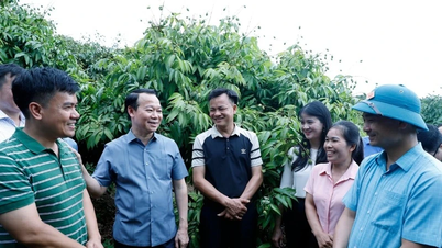 Chủ động các phương án tiêu thụ vải thiều năm 2025