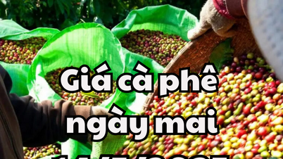 Tin tức, dự báo giá cà phê ngày mai 14/5/2025: Bắt đầu đợt giảm mới