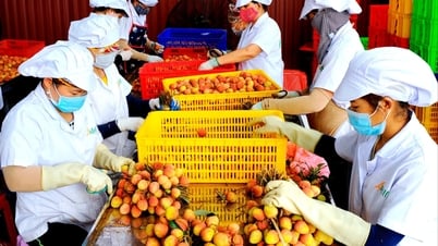 Ameii Vietnam signed a contract to export over 1,000 tons of Thanh Ha lychee