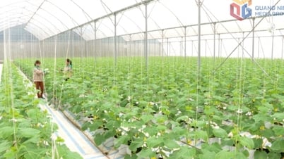 Dam Ha: Improving the quality of life for people