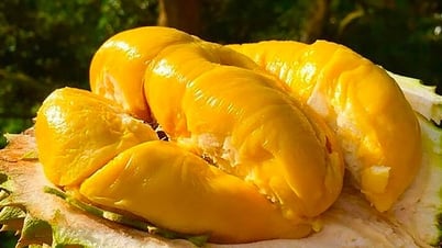 តម្លៃ​ទុរេន​ថ្ងៃ​នេះ ១៣ ឧសភា៖ ទីផ្សារ​ស្ថិរភាព