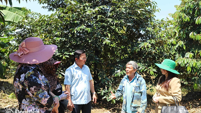 Dong Nai's largest durian export growing area