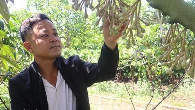 Perspectives d'un modèle de culture intercalaire d'arbres fruitiers dans les plantations de café