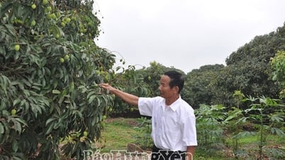 2 năm, Hưng Yên chuyển đổi hơn 1600 ha cây trồng