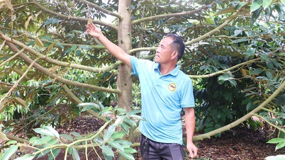 Nguy cơ mất mùa sầu riêng