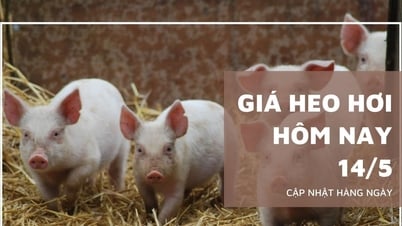Prix ​​du porc aujourd'hui 14 mai : Long An, Tien Giang, Ben Tre re...