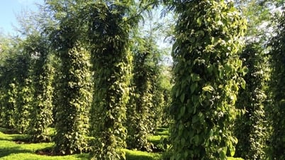 Giá tiêu hôm nay 14/5/2025: Giữ giá mức cao