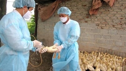 Увеличить количество вакцинации на 2,3 млн доз для профилактики заболеваний скота весной в Хайзыонге