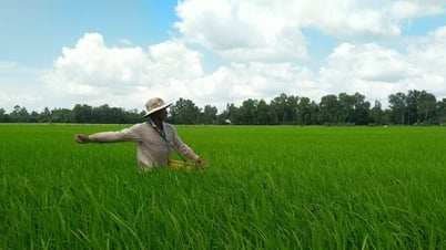 Giá phân bón ngày 14/5/2025: Phân Urê giảm, NPK tăng nhẹ