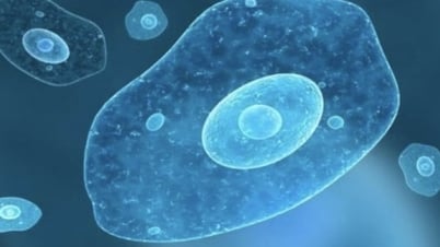 Dangerous parasite discovered that can 'liquefy' human organs