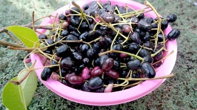 Thương nhớ những mùa trâm chín miền Tây