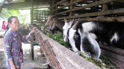 Vinh Hoa farmers increase income from goat farming model