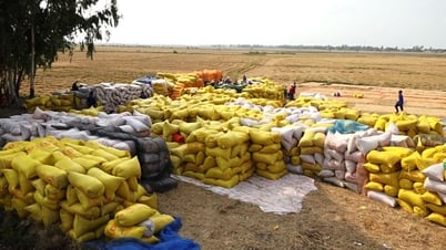 Giá lúa gạo hôm nay 14/5/2025: Giá cám tăng nhẹ