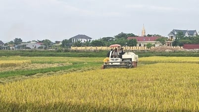 Quảng Trạch: Khẩn trương thu hoạch lúa đông-xuân