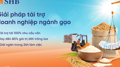 SHB ra mắt giải pháp tài trợ linh hoạt cho ngành gạo