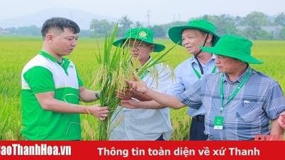Giống lúa lai 3 dòng chất lượng cao ADI số 9 đạt năng suất 85 tạ/ha