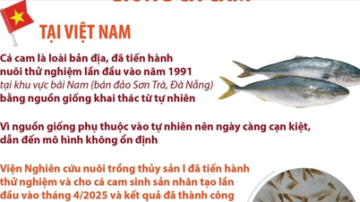 វៀតណាម​ជា​ប្រទេស​ដំបូង​គេ​ក្នុង​ពិភពលោក​ដែល​បង្កាត់​ពូជ​ត្រី​ក្រូច​ដោយ​ជោគជ័យ។