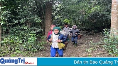 ERPA поддерживает защиту лесов
