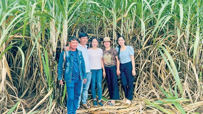 Sugarcane billionaires in Po To