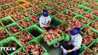 Kết nối thương mại nông lâm thủy sản Việt Nam - Anh