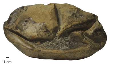 El misterio del huevo 'gigante' de 68 millones de años, los expertos están confundidos porque...