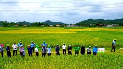 Giống lúa TBR 97 và Thái Xuyên 111 cho năng suất cao tại Nghệ An