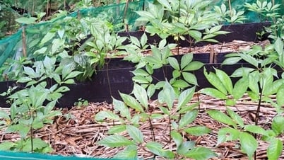 Công nhận tri thức dân gian về sâm Ngọc Linh là Di sản văn hóa phi vật thể quốc gia