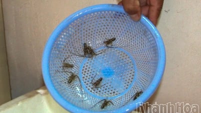 Strengthening the prevention of smuggling, trading and illegal transportation of lobster seeds