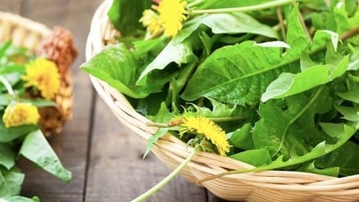 Les légumes sauvages poussent partout au Vietnam, mais sont un « médicament miracle » pour la santé.