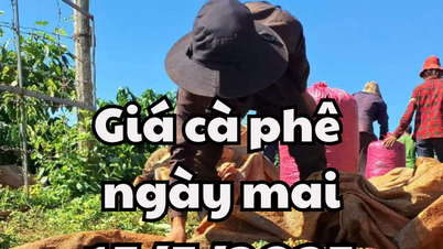 Tin tức, dự báo giá cà phê ngày mai 15/5/2025: Tiếp tục chuỗi tăng nhẹ