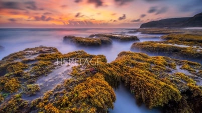 Ninh Thuan: La asombrosa belleza de los arrecifes de coral en el Mar del Este