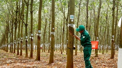 Giá cao su hôm nay 14/5/2025: Thế giới giảm nhẹ