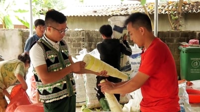 Văn Chấn trồng gần 400 ha tre măng Bát độ