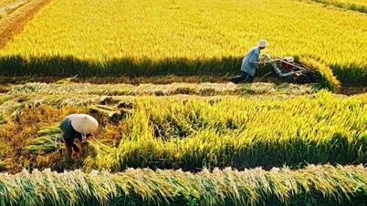 Giá lúa gạo hôm nay 14/5/2025: Giá lúa giảm mạnh