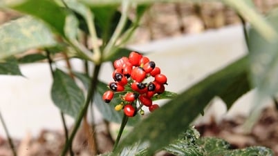Tri thức dân gian sâm Ngọc Linh được công nhận là di sản
