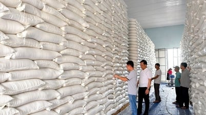 Fourniture de plus de 668 tonnes de riz de réserve nationale pour soutenir 3 localités - Lang Son Newspaper and Radio and Television Station