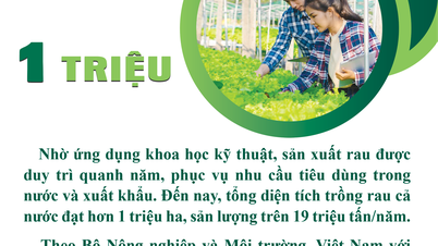 Tổng diện tích trồng rau cả nước đạt hơn 1 triệu ha