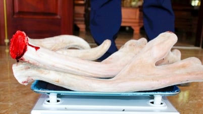 Cặp nhung hươu nặng 2,76kg ở Nghệ An được bán với giá hơn 40 triệu đồng